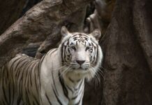 Siegfried und Roy in neuer Serie „Wild Things“ wieder zum Leben erweckt Die neue Serie „Wild Things“ erwecket die deutschen Magier Siegfried und Roy zum Leben