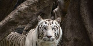 Die neue Serie „Wild Things“ erwecket die deutschen Magier Siegfried und Roy zum Leben