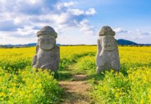 제주도민 과반 “외국인 카지노, 관광·소비·일자리 기여” 제주를 상징하는 유채밭의 돌하르방