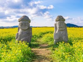 제주도민 과반 “외국인 카지노, 관광·소비·일자리 기여” 제주를 상징하는 유채밭의 돌하르방