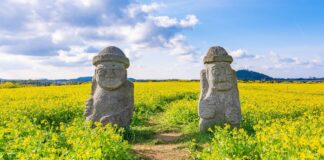 제주도민 과반 “외국인 카지노, 관광·소비·일자리 기여” 제주를 상징하는 유채밭의 돌하르방