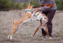 불법 투견 베팅 다시 시작되나…경남 일대 연계 조직 확산 우려 두 마리의 개가 목줄을 한 채 두발을 들고 싸우고 있다.