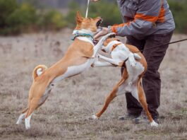 두 마리의 개가 목줄을 한 채 두발을 들고 싸우고 있다.