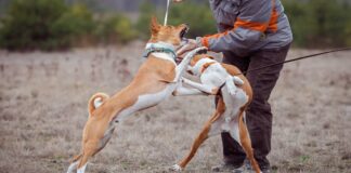 두 마리의 개가 목줄을 한 채 두발을 들고 싸우고 있다.