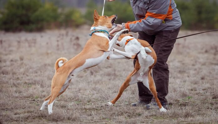두 마리의 개가 목줄을 한 채 두발을 들고 싸우고 있다.