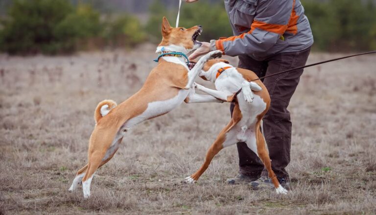 두 마리의 개가 목줄을 한 채 두발을 들고 싸우고 있다.