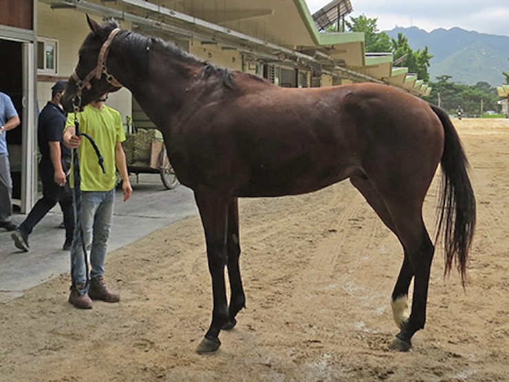 마방 앞에서 관리사와 함께 서 있는 갈색 경주마 글로벌보배의 측면 전신 모습. 균형 잡힌 체형과 단단한 근육이 돋보인다.