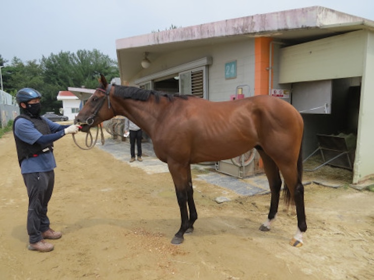 마방 앞에서 관리사에게 이끌려 서 있는 갈색 경주마 마이티네오의 전신 측면 모습. 근육선이 선명하고 체구가 크다.