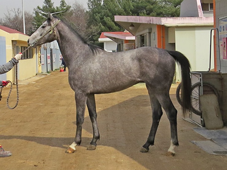 마방 앞 통로에서 서 있는 회색 경주마 지구라트의 측면 전신 모습. 긴 다리와 균형 잡힌 골격이 인상적이다.