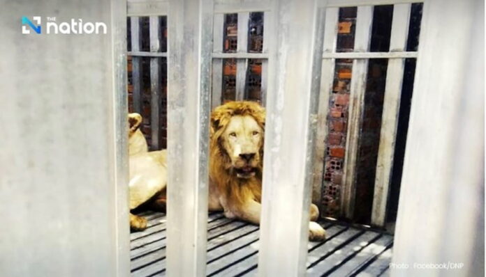 구조된 사자 폭격 흔적 남은 국경 카지노에서 구조된 사자