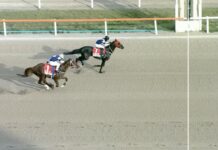 제24회 세계일보배, 새해 첫 대상 트로피의 주인은 누구인가 경마장에서 두 경주마가 결승선을 향해 전력 질주하는 장면으로, 앞선 말이 근소한 차이로 리드하고 뒤따르는 말이 바짝 추격하고 있는 모습