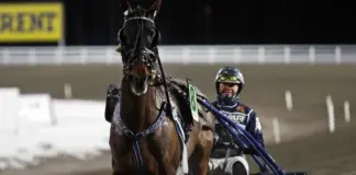 Travhäst i full fart på banan med kusk i sulky under ett kvällslopp, publik och bana i bakgrunden.