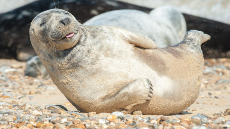 Norppa Kasino launch