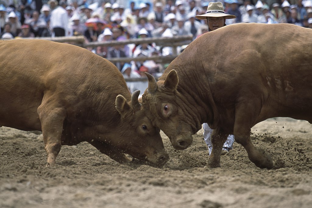 Bulls lock horns at the Cheongdo Bullfighting Festival in Cheongdo, South Korea.