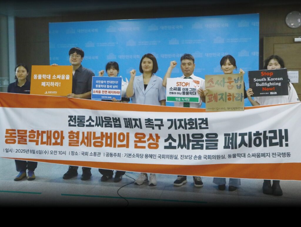 Campaigners call for an end to bullfighting in South Korea at the National Assembly earlier this month.