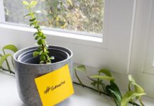 Green plant growing in a pot with a yellow note reading #Growth, symbolizing expansion.