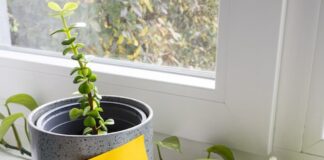 DraftKings Acquires Railbird & Bets on Prediction Markets Amid Legal Crosswinds Green plant growing in a pot with a yellow note reading #Growth, symbolizing expansion.