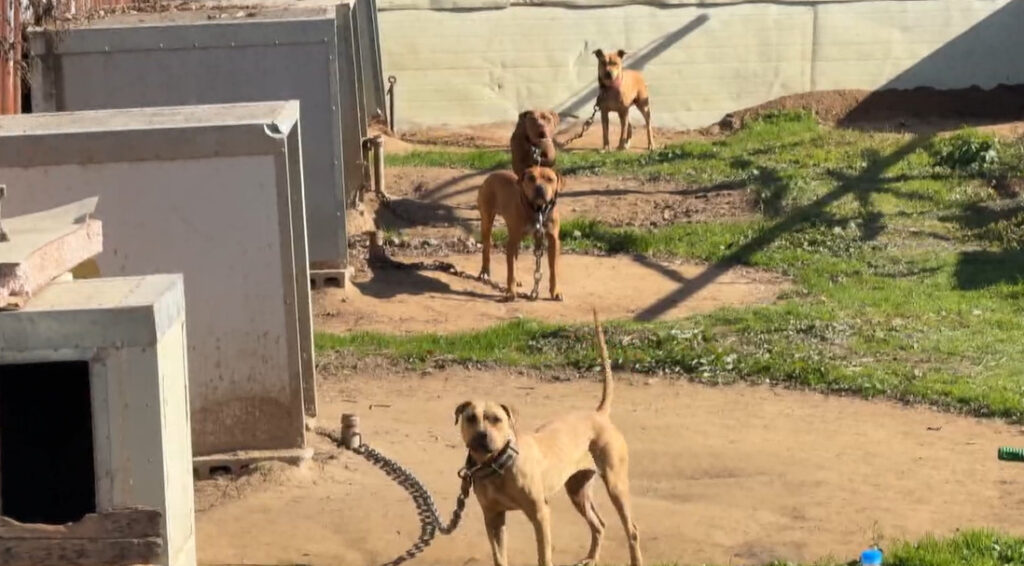 Inside a compound where dog breeders allegedly train and keep animals bred to fight.