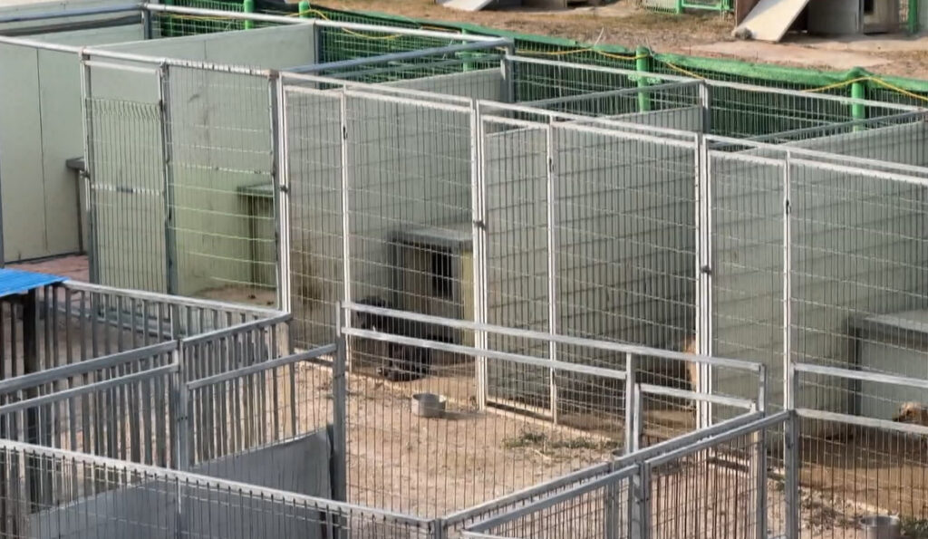 Inside a compound where dog breeders allegedly train and keep animals bred to fight.