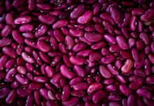 Prebiotic Found in Kidney Beans Could Reduce Problem Gambling, New Study Shows Kidney beans