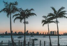 Florida Ramped Up Fight Against Illegal Gambling In 2025, Seizing Almost $15m A photo of palm trees in Miami Beach, Florida