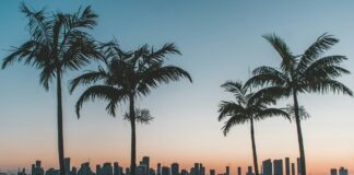 Florida Ramped Up Fight Against Illegal Gambling In 2025, Seizing Almost $15m A photo of palm trees in Miami Beach, Florida