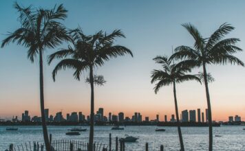 Florida Ramped Up Fight Against Illegal Gambling In 2025, Seizing Almost $15m A photo of palm trees in Miami Beach, Florida