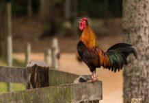 Texas Thanksgiving Raid Rescues 74 Roosters, Detains 25 in Suspected Cockfighting Operation A rooster standing on a wooden fence in a rural outdoor setting.