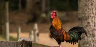 A rooster standing on a wooden fence in a rural outdoor setting.