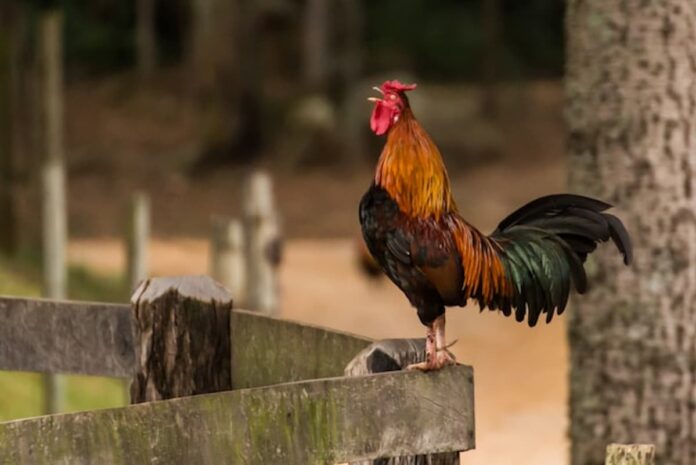 Texas Thanksgiving Raid Rescues 74 Roosters, Detains 25 in Suspected Cockfighting Operation A rooster standing on a wooden fence in a rural outdoor setting.