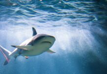 South Korean Man Posed as Loan Shark to Blackmail Gambling-Addicted Lover’s Family South Korean Man Posed as Loan Shark to Blackmail Gambling-Addicted Lover’s Family