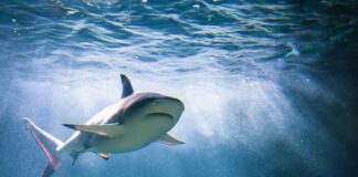 South Korean Man Posed as Loan Shark to Blackmail Gambling-Addicted Lover’s Family