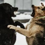 South Korean Police Arrest 68 in Raid on Dogfighting & Gambling Ring