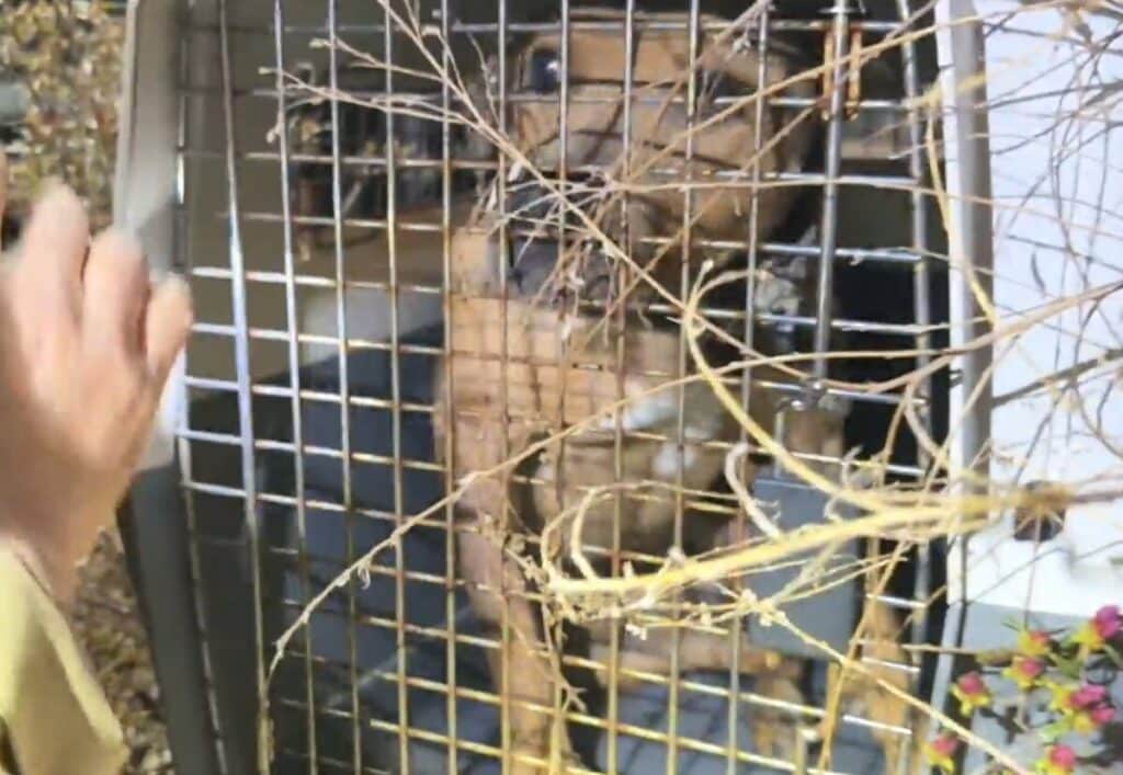 A dog rescued from a suspected dogfighting ring near Daegu in South Korea.