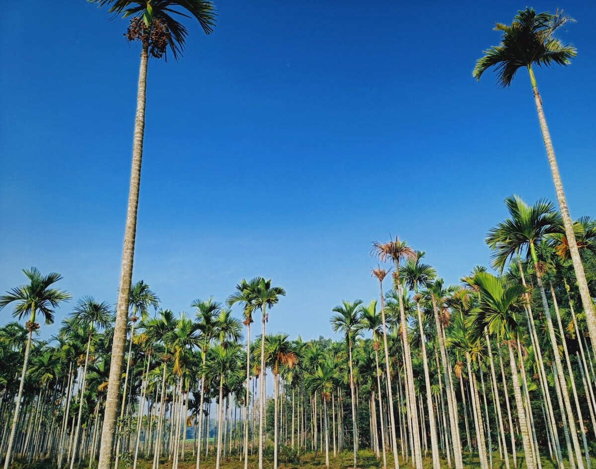 PokerWireDaily — Police Arrest 83 in Raid on Gambling Den in Thai Coconut Plantation